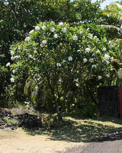 white frangipani